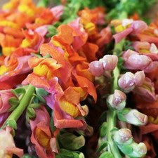 Stems In Bulk: Snapdragon Orange Sorbet Flower