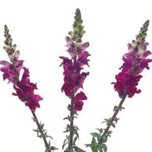 Stems In Bulk: Snapdragon Purple Lavender Flower