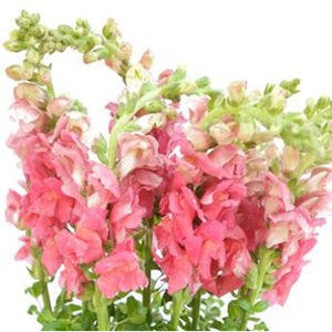 Stems In Bulk: Snapdragon Watermelon Pink