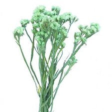 Stems In Bulk: Statice Filler Flower Tinted Lime Green