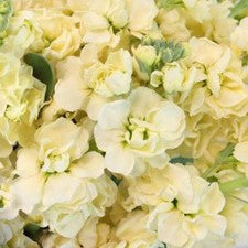 Stems In Bulk: Stock Light Yellow Flower