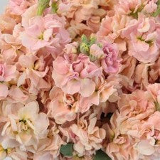 Stems In Bulk: Stock Pinky Peach Flower