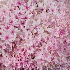 Stems In Bulk: Strawberry Blush Lace Cap Hydrangea