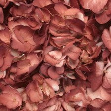 Stems In Bulk: Terra Cotta Airbrushed Hydrangea