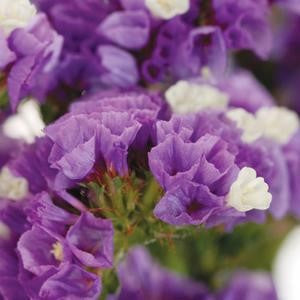 Stems In Bulk: Tissue Culture Statice Purple Flower