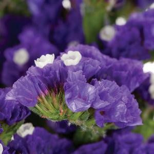 Stems In Bulk: Tissue Culture Statice Purplish Blue Flower