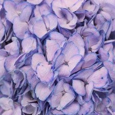 Stems In Bulk: Whimsical Fairytale Enhanced Hydrangea