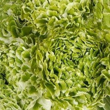 Stems In Bulk: White And Green Pon Pon Ranunculus