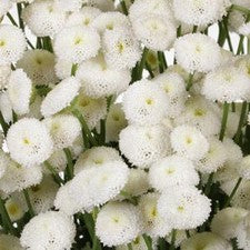 Stems In Bulk: White Button Feverfew