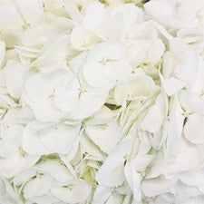 Stems In Bulk: White Hydrangea Flower