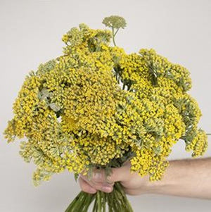 Stems In Bulk: Yarrow Achillea Yellow Flower