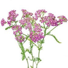 Stems In Bulk: Yarrow Cottage Pink Flower