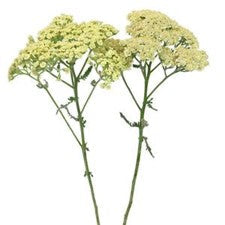 Stems In Bulk: Yarrow Cottage Yellow