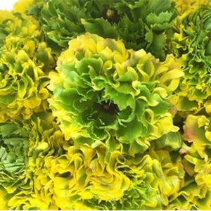 Stems In Bulk: Yellow And Green Pon Pon Ranunculus