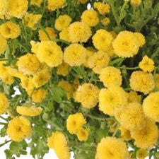 Stems In Bulk: Yellow Button Feverfew