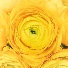 Stems In Bulk: Yellow Ranunculus Fresh Cut Flower