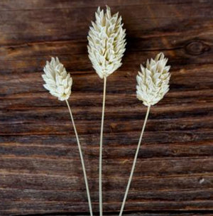 Stems In Bulk: Dried Canary Grass