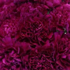 Open image in slideshow, DIY wedding flowers | Cheap wedding bouquet | DIY wedding bouquet | For sale wedding flowers | DIY flower centerpieces | DIY wedding centerpieces | DIY cheap | Cheap florist Louisville KY | Wedding florist Louisville KY | Wedding florist near me | Florist near me
